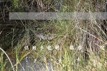 信用卡逾期還能存錢嗎(逾期的信用卡還能養(yǎng)卡嗎)