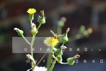 信用卡逾期還能提現(xiàn)么(逾期的信用卡還完了還能用嗎)