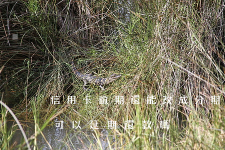 信用卡逾期還能改成分期嗎(改信用卡賬單日,可以延期還款嗎)