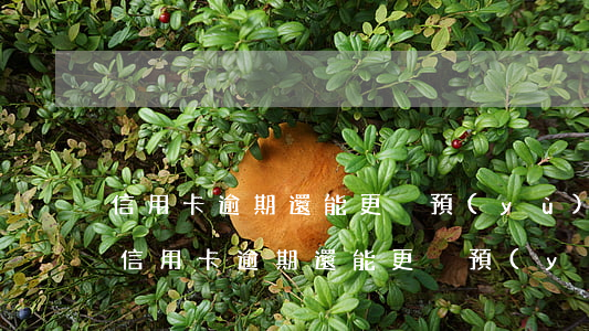 信用卡逾期還能更換預(yù)留號碼嘛-信用卡逾期還能更換預(yù)留號碼嘛