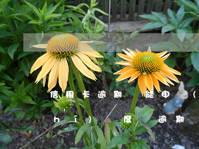 信用卡逾期還能申請(qǐng)臨時(shí)額度嗎 逾期幾天還最低額度信用卡還能用嗎