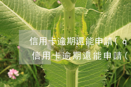信用卡逾期還能申請(qǐng)銀行卡嗎(信用卡逾期還能申請(qǐng)銀行卡嗎嗎)
