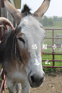 信用卡逾期還能直接抓人(被抓了信用卡逾期怎么辦)