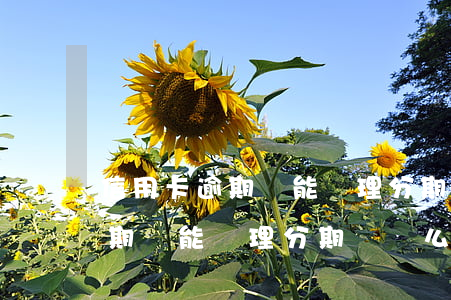 信用卡逾期還能辦理分期車貸么-信用卡逾期還能辦理分期車貸么