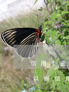 信用卡逾期還能辦理房貸嗎(房貸逾期多久可以辦信用卡)