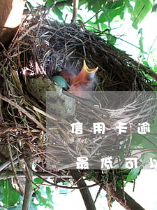 信用卡逾期還能還最低嗎(信用卡逾期以后還最低可以嗎)