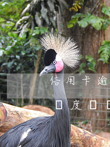 信用卡逾期還能還最低額度(銀行卡還了最低額度會產(chǎn)生逾期)