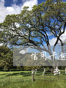 信用卡逾期還能還錢(qián)進(jìn)去嗎(逾期還清后信用卡還能用嗎)