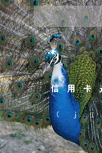 信用卡逾期還能首付房子嗎(征信有逾期已經(jīng)還清了能首付房子嗎)