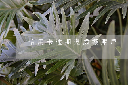 信用卡逾期還虛擬賬戶