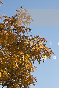 信用卡逾期還錢了以后還能在用嗎-信用卡逾期還錢了以后還能在用嗎有影響嗎