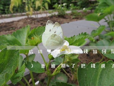 信用卡逾期還錢如何開卡(信用卡嚴(yán)重逾期了 把錢還了還能用么)