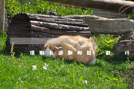信用卡逾期那能貸款(銀行貸款有信用卡逾期怎么辦)