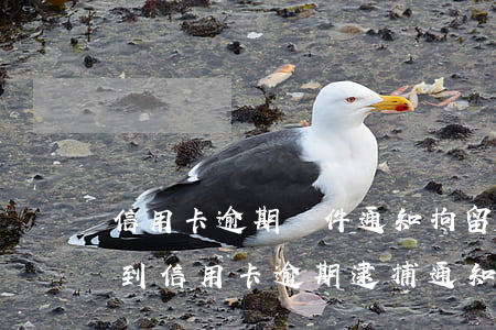 信用卡逾期郵件通知拘留是真的嗎(我今天收到信用卡逾期逮捕通知書(shū))