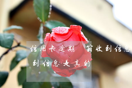 信用卡逾期郵箱收到信息(信用卡逾期郵箱收到信息是真的嗎)