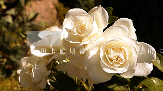 信用卡逾期都會上門嗎(欠信用卡過年會不會上門)