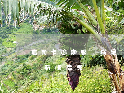 信用卡逾期都變成呆賬了(信用卡逾期變成呆賬有啥后果)