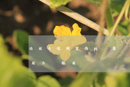 信用卡逾期里面的額度還可以用嗎(逾期的信用卡還能用嗎)