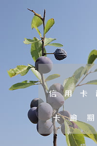 信用卡逾期重新分期利息怎么算(分期的信用卡逾期了怎么辦)