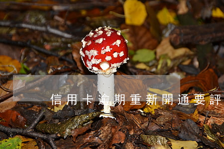 信用卡逾期重新開通要評估報告