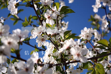 信用卡逾期重點(diǎn)注意事項(xiàng)(信用卡嚴(yán)重逾期最佳處理)