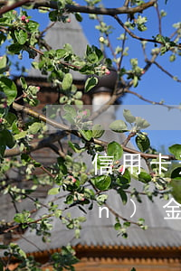 信用卡逾期量刑標(biāo)準(zhǔn)金額是本金嗎(法院判信用卡罰金超過本金嗎)