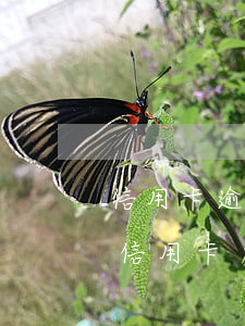 信用卡逾期金條會被取消嗎(金條逾期能辦理信用卡)