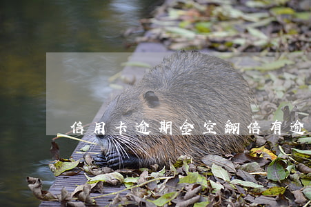 信用卡逾期金空翻倍(有逾期信用卡会降额吗)