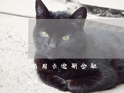 信用卡逾期金融賬戶 銀行卡信用卡逾期有什么辦