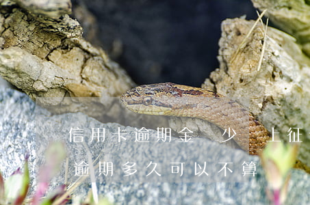 信用卡逾期金額少會上征信嗎(征信中信用卡逾期多久可以不算)