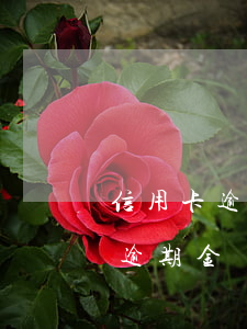 信用卡逾期金額是最低還款金額嗎-信用卡逾期金額是最低還款金額嗎