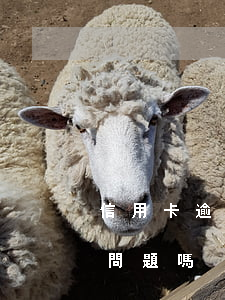 信用卡逾期金額有問題嗎(信用卡逾期金額有問題嗎)