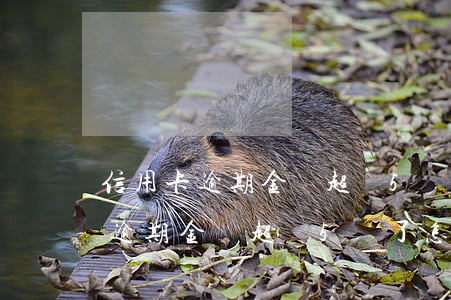 信用卡逾期金額超過5萬了怎么辦-信用卡逾期金額超過5萬了怎么辦呢
