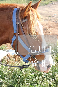 信用卡逾期銀行不再打電話怎么辦-信用卡逾期銀行不再打電話怎么辦呢