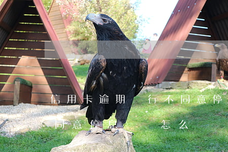 信用卡逾期銀行不同意停(信用卡逾期銀行不同意停息掛賬怎么辦)