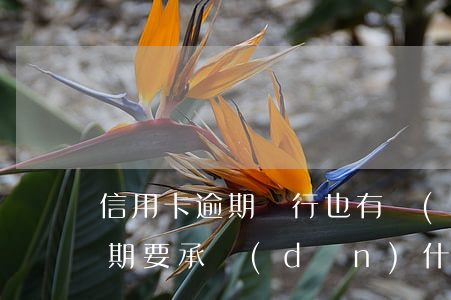 信用卡逾期銀行也有責(zé)任(信用卡逾期要承擔(dān)什么責(zé)任)