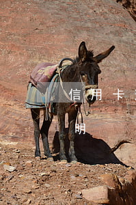 信用卡逾期銀行出什么證明(征信用卡逾期說明)
