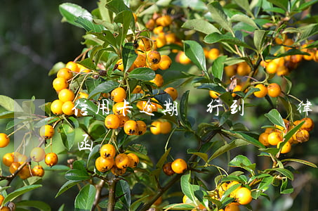 信用卡逾期銀行到處貼律師函(欠信用卡律師函)