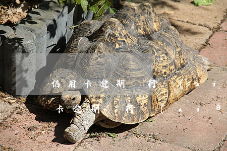 信用卡逾期銀行協(xié)商解決書(信用卡逾期銀行協(xié)商解決書范文)