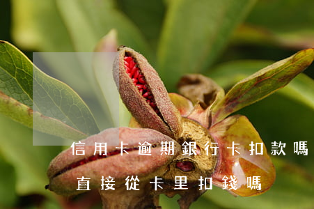 信用卡逾期銀行卡扣款嗎(信用卡逾期銀行會直接從卡里扣錢嗎)