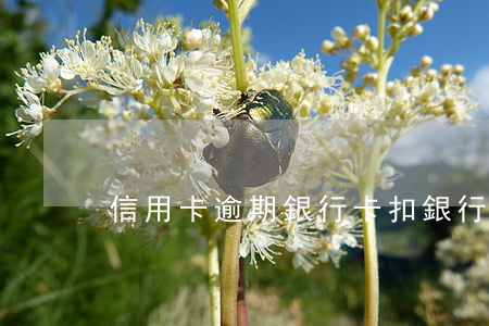 信用卡逾期銀行卡扣 銀行卡逾期違約金