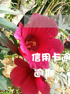 信用卡逾期銀行卡的錢會被劃走嗎-信用卡逾期銀行卡的錢會被劃走嗎?