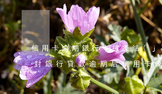 信用卡逾期銀行卡被凍結(jié)怎么解封(銀行貸款逾期后信用卡凍結(jié)了怎么辦)