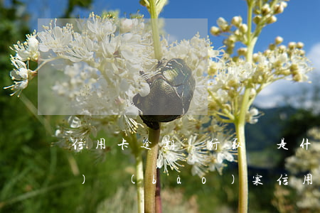 信用卡逾期銀行取證是什么(銀行會(huì)報(bào)案信用卡逾期)