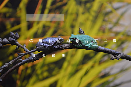 信用卡逾期銀行可以查戶口嗎(怎么能查出信用卡逾期)