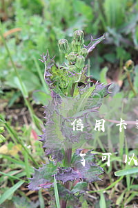 信用卡逾期銀行可以銷卡嗎(信用卡逾期還完了可以銷卡嗎)
