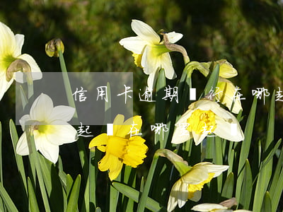 信用卡逾期銀行在哪起訴(信用卡逾期如果被起訴在哪里起訴)