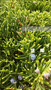信用卡逾期銀行報(bào)刑警隊(duì)(信用卡逾期民警會(huì)聯(lián)系嗎)