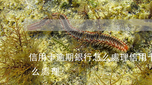 信用卡逾期銀行怎么處理(信用卡造成逾期怎么處理)