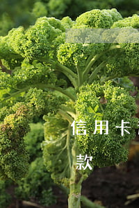 信用卡逾期銀行怎么追款(信用卡逾期如何貸款)